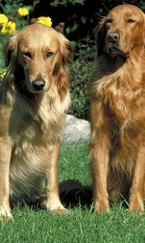 Golden Retrievers Sitting on Grass in Backyard